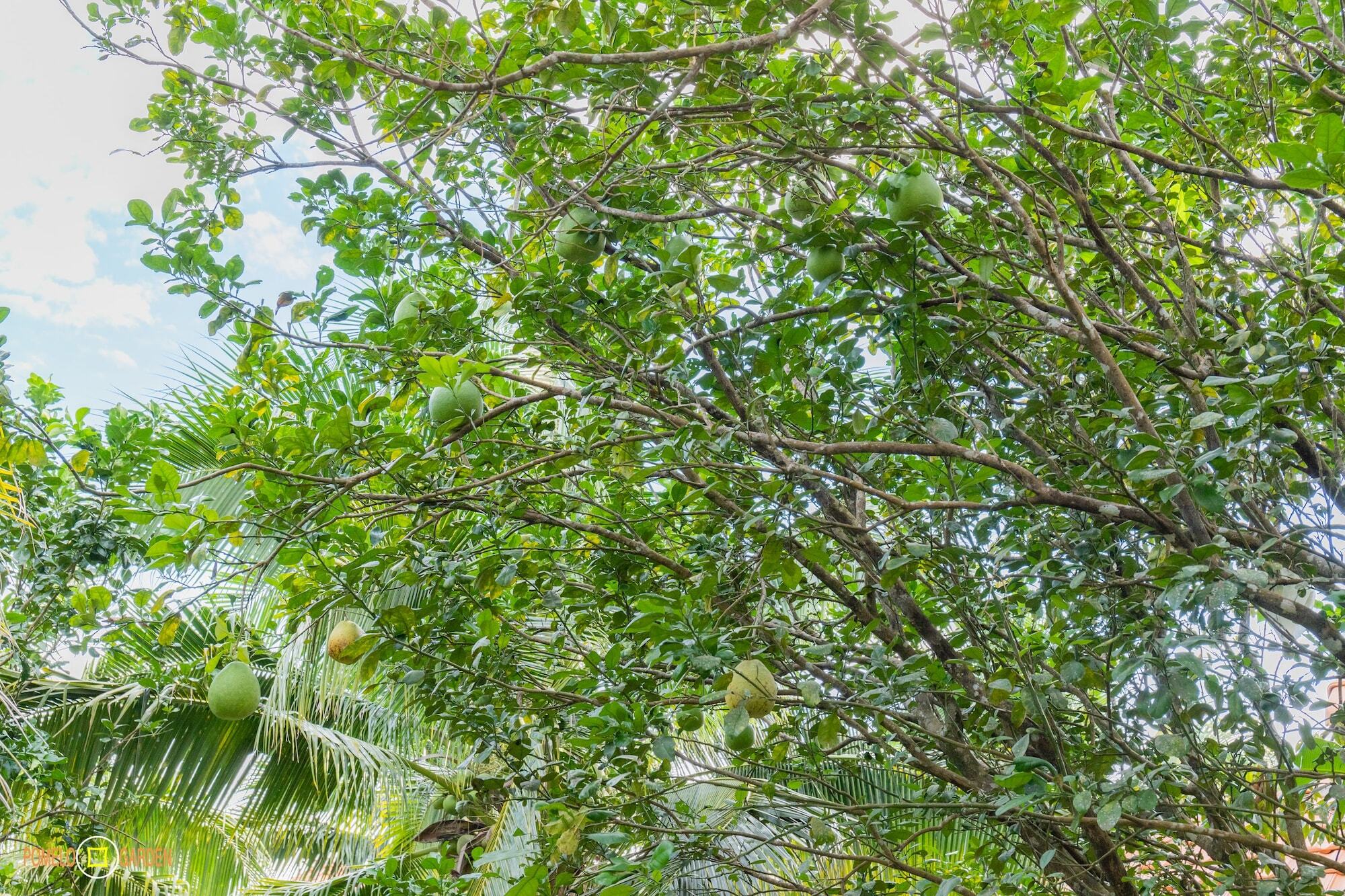 Phu Quoc Pomelo Gardenアパートメント エクステリア 写真